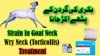 Bakri ki Gardan k Pathy Akarr Jana, || Wry Neck or Torticollis Treatment