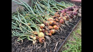 Harvesting Onions (multi-sown in a bunch)