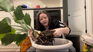 Repotting My Root Bound Bird of Paradise | British Columbia