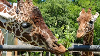 Father’s Day is no tall order for dad Bashu and son Wilfred