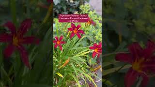 iPhone cinematic photography #howtoviralshortvideo #flowers #iphonephotography #travel #flowerlover