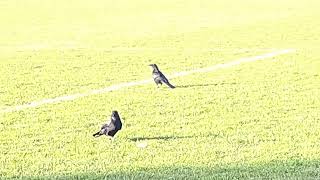 Crow couple enjoying in the park