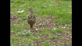 Mistle Thrushes Worming April 2019