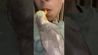 Hilarious Cockatiel Steals Food From My Mouth😡😡#cockatiel #stealing #theif #shorts