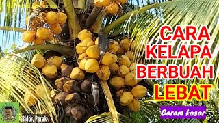 CARA@TIP BUAH KELAPA LEBAT