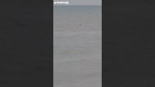 ‘Great White Shark’ Spotted Living off UK Coast || Dogtooth Media