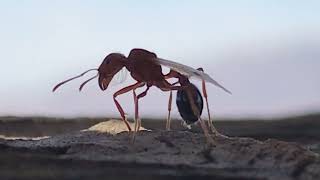 Can You Identify This Red Ant-Like Winged Desert Insect Perched Meditating On The Mystery Of Life?