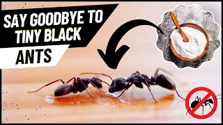 How to Get Rid of Little Black Ants in the House (Natural Methods That Actually Work)