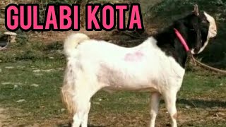 Gulabi Kota For Sale Contact-9137611980