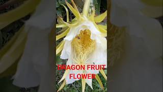 Dragon Fruit Flower #short #shortsfeed  #shortsubscribe  #shortvideo