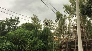 Siamangs and Grub at  Animal Kingdom Walt Disney World in Bay Lake, Florida on Friday, 06-16-2017