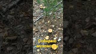 Собираю мухоморы, кому надо?   @Muhomar