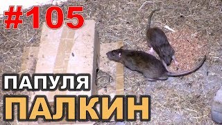 #105. Реалити Шоу “ALCARATZ“. ДОМ 2 - Крысы. Папуля Палкин