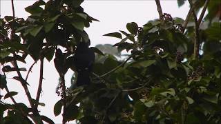 Yellow throated Toucan | Ramphastos ambiguus