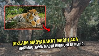 Harimau Jawa Disinyalir Masih Menghuni "Gunung Kelud" Kediri