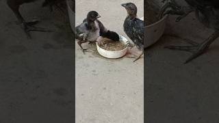 Punjab Cute baby hen kadaknath #music #beats #instrumental #chicken #halloweenbeats #trapeton #beats