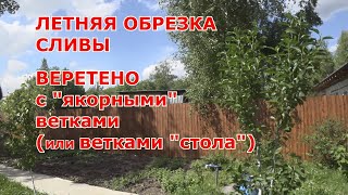 Летняя обрезка СЛИВЫ. ВЕРЕТЕНО  с якорными ветками (или ветками "стола")