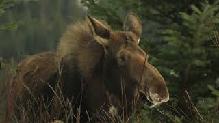 Sparring Moose