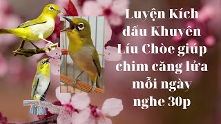 khuyên líu chòe kích đấu luyện tập thi đấu giàn mỗi ngày 20p