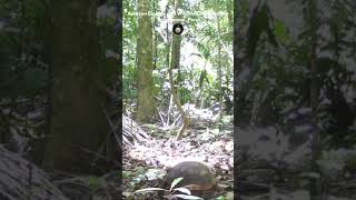 Camera Traps in Peru!