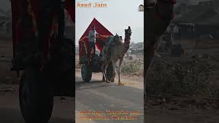 Camel Cart Video running on road, Unt Gadi ki Video || #unt #camel #camelcart #camelvideo #ऊंट