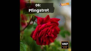 #006 Pfingstrot // Verklookfiedeln