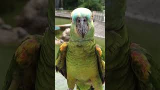 Parrot Talking say" Hello "❤️ #parrot #viralvideo