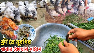 আমরা ফ্রীতে কিভাবে মুরগির খাবার সংগ্রহ করে খাওয়াচ্ছি || Nur Bhai