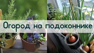 Огород на подоконнике. Топ интересных видео