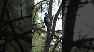 Большой Пёстрый Дятел / Great Spotted Woodpecker