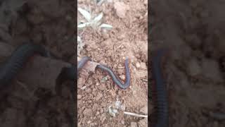 Millipede  is invertebrates botanical name Dipolopoda  phylum arthropods