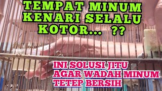 CARA PINTAR MENANGANI KENARI YG SUKA BUANG KOTORAN DI TEMPAT MINUM ATAU PAKAN