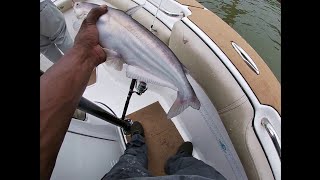 Blue Catfish Battle on the James River #catfish