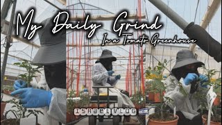 My Daily Grind in a Tomato Greenhouse | Carla Rose Vlogs