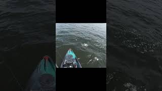 Popping Cork | Gator Trout | Fort Desoto Flats | Kayak Fishing #fishing #tampabayfishing