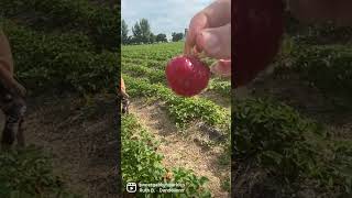 Fresh Sweet Strawberries!!!Pick your own sweet strawberries for $20 per box  Boonstra Farm