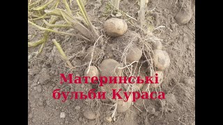 Материнські бульби Кураса