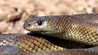 Mole Snake (Pseudaspis cana) hissing defensively (20190209)