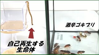 蟻戦争Ⅲ＃161 「自己再生能力を持つ生命体」を激辛ゴキブリに与えたら、目を疑う結果になった。編～Life forms with self-renewal ability～