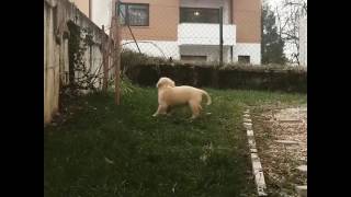 Labrador puppy playing