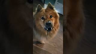 Leo speaking different language #chowchow #dog #cute #pets