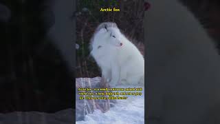 Arctic Fox Facts: Adaptations and Behavior in the Wild