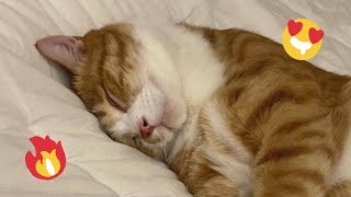 😂 Funniest Cats and Dogs Videos 😺🐶 || 🥰😹 Hilarious Animal Compilation №492