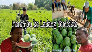 Meninjau ke Ladang Tembikai Kampung Banggol, Jln PCB, Kota Bharu | HISYAM Channel