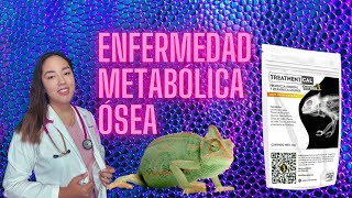 Enfermedad Metabólica Ósea 🦴 | Salud Bichera 👩🏻‍⚕️🦎 | Treatment Cal | Diagnóstico y Tratamiento