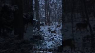 Deer in the snow forest #Shorts♥️