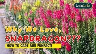 ❤️️ The SECRET Behind Why We LOVE Snapdragon! 🌸🌿🐝 Why Love SNAPDRAGON? // Gardening Ideas