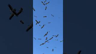 Stork Migration. Leylekler  Göç Ediyor. Turkey Yalova #animals