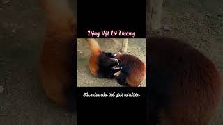 Nhân viên dễ thương của khách sạn | review nhảm #animals #funny#shorts