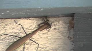 Chinese Mantid vs Grasshopper